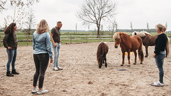 teamcoaching met paarden